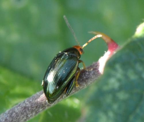 Réf. 219 692 : Psylliodes chrysocephala